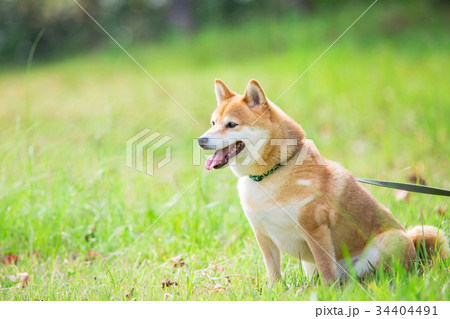 緑背景に柴犬　飼い犬　日本犬 34404491