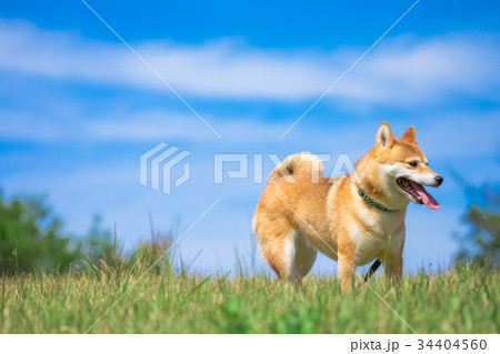 緑背景に柴犬　飼い犬　日本犬 34404560