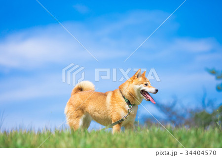 緑背景に柴犬 飼い犬 日本犬 緑背景に柴犬 飼い犬 日本犬 34404570