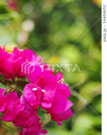 colorful paper flower, bougainvillea white in pink colorful paper flower, bougainvillea white in pink 34404652