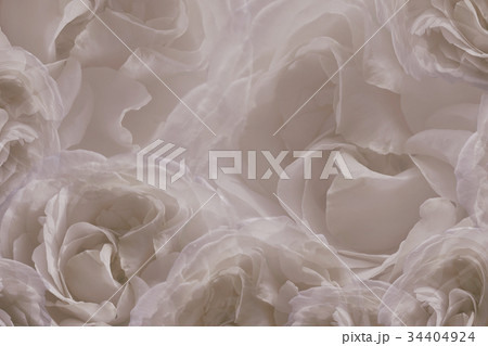 Floral brown-white beautiful background of roses. Floral brown-white beautiful background of roses. 34404924