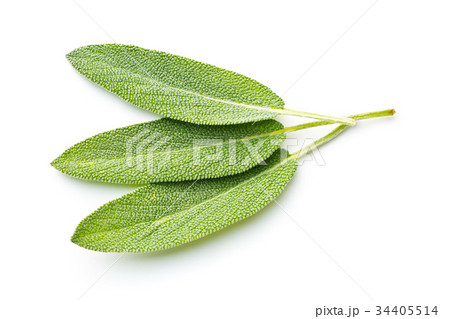 Salvia officinalis. Sage leaves. 34405514