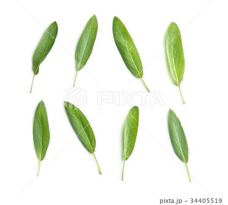 Salvia officinalis. Sage leaves. 34405519