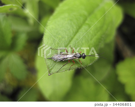Insect rider.  34406801