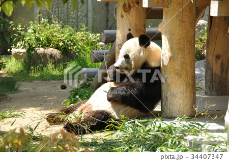 パンダの食事の写真素材