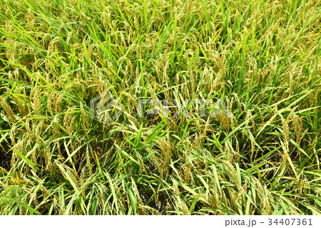 実りの稲 実りの稲 34407361