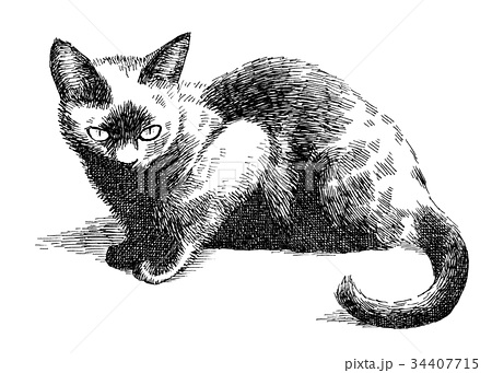 ボールペンで描いた猫のイラストのイラスト素材 34407715 Pixta