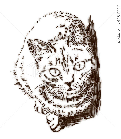 ボールペンで描いた猫のイラストのイラスト素材