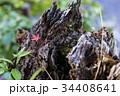 日本の秋　朽木ともみじ 34408641
