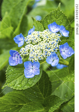 ガクアジサイの花一輪 34409162