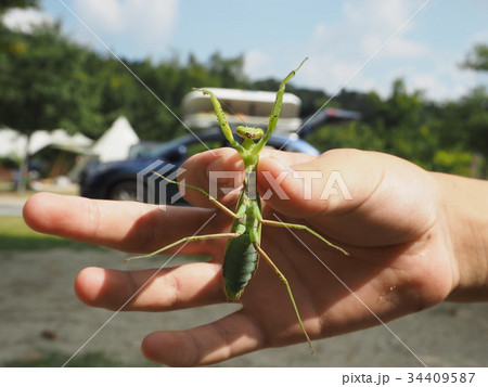 腹側から見たカマキリ 34409587