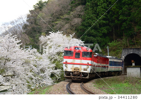 新潟県五泉市　磐越線の列車と咲花駅付近の桜 34411280