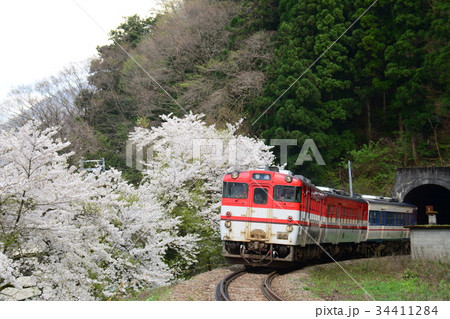 新潟県五泉市　磐越線の列車と咲花駅付近の桜 34411284