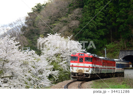 新潟県五泉市　磐越線の列車と咲花駅付近の桜 34411286