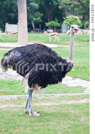 Ostrich Ostrich 34411859