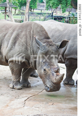 Rhino Rhino 34411860