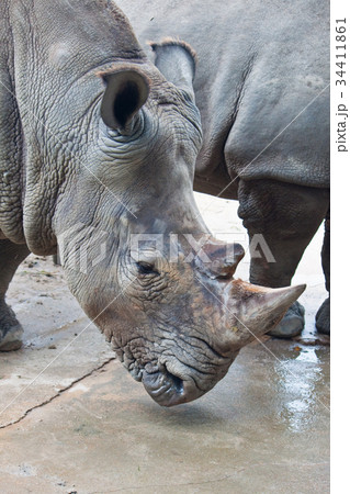 Rhino Rhino 34411861