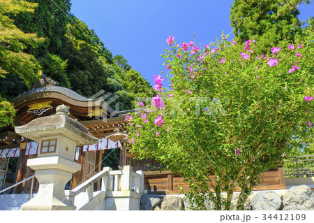 むくげと本殿入り口の門 34412109