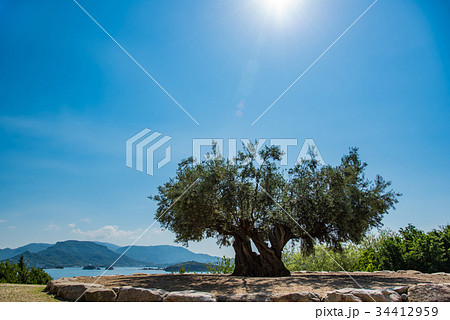小豆島　樹齢千年のオリーヴ大樹　降り注ぐ朝の光 34412959