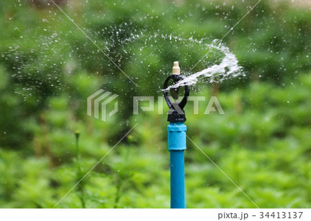 Water sprinkler running to watering plants 34413137