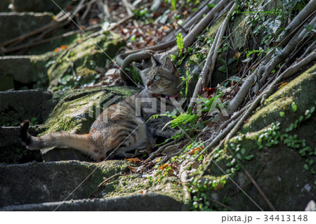 猫 ねこ ネコ 34413148