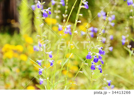 コバルトセージの花の写真素材