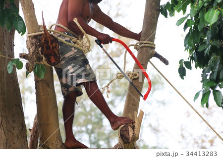 Local climber are using a hand saw cut the branch 34413283