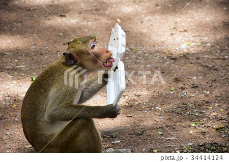 monkey are licking food from foam box, starving  34414124