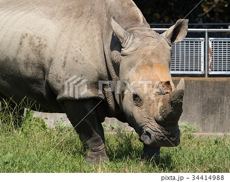 シロサイ 34414988