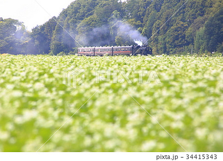 真岡鉄道のSLとそばの花 34415343