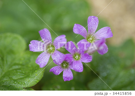 ムラサキカタバミ 34415856