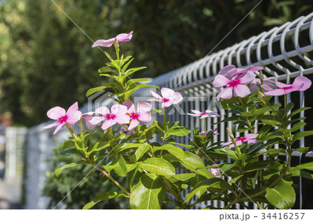 フェンスのニチニチソウ 34416257