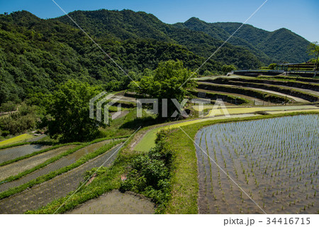 小豆島　千枚田　中山の棚田　田植えの直後 34416715