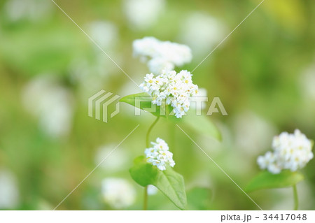 ソバの花 34417048