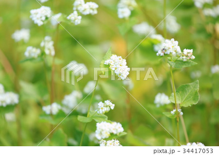 ソバの花 34417053