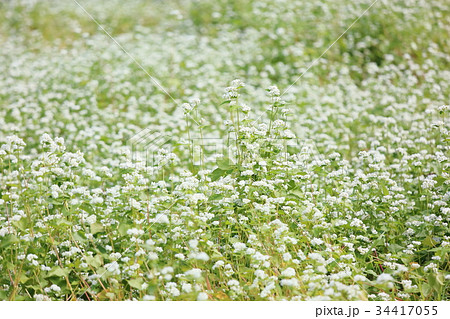 ソバの花 ソバの花 34417055