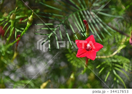 ルコウソウ（縷紅草） 34417653