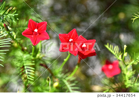 ルコウソウ 縷紅草 の写真素材