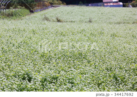 ソバの花 34417692