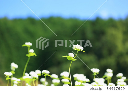 ソバの花 34417699