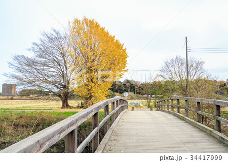 見沼田んぼ 下山口新田に佇む一本の大銀杏 見沼田んぼ 下山口新田に佇む一本の大銀杏 34417999