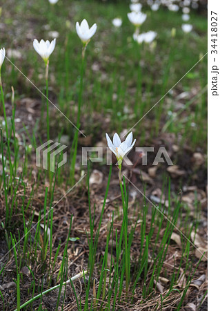 White Zephyranthes Candida White Zephyranthes Candida 34418027