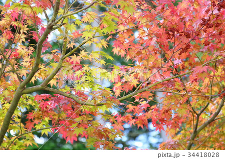 紅葉 紅葉 34418028