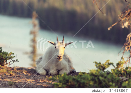 Mountain goat 34418867