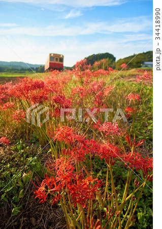 千葉県 小湊鉄道 石神の菜の花畑 彼岸花の写真素材