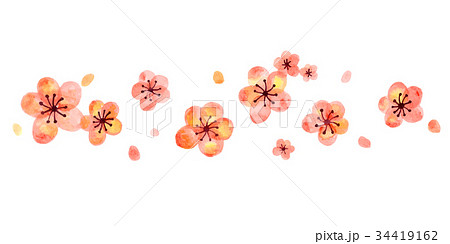 梅の花イラストのイラスト素材 34419162 Pixta