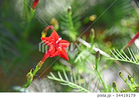 ルコウソウ 縷紅草 の写真素材 ルコウソウ 縷紅草 の写真素材