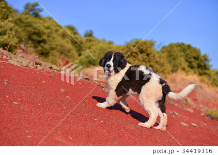 landseer dog landseer dog 34419316