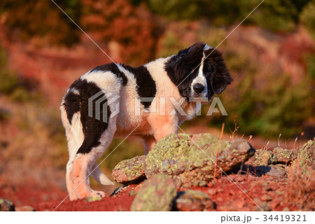 landseer dog 34419321