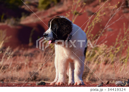 landseer dog 34419324